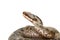 Closeup of vipera berus over white