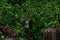 A closeup of Visayan spotted deer or axis deer resting in the forest