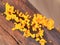 Closeup Vivid bright yellow mushroom on decay wood soft focus o