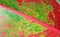 Closeup of Vivid Color Variegated Leaf of Aglaonema Siam Aurora