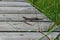 Closeup on a viviparous or common lizard, Zootoca vivipara, with damaged tail sunbathing on a wooden pathway