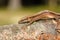 Closeup of viviparous lizard