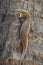 Closeup of a viviparous lizard climbing up a palm tree