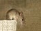 Closeup the vole mouse sits on top of linen bag and looks down on background of the canvas. Inside storehouse.