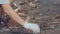 Closeup of volunteers sit and picking up garbage on the beach. Cleaner collecting garbage on the sea beach into black