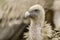 Closeup of a vulture head.