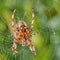 Closeup of a Walnut Orb Weaver spider in a web against blur leafy background in its natural habitat. An eight legged