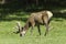 A closeup of wapiti grazing on grass