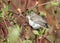 Closeup of Warbling Vireo Vireo gilvus,Ontario