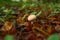 Closeup of a warted puffball mushroom and wet autumn leaves on the ground