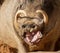 Closeup of warthog with big canine and snout