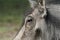 Closeup of warthog face