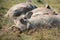 Closeup of warty pigs sleeping on the grass