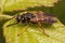 Closeup on a wasp mimicking hoverfly, Temnostoma bombylans