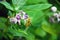 Closeup of a wasp with a poisonous sting trying to sit on the violet crown flower to collect the food from the flower