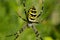 Closeup wasp spider argiope bruennichi spiderweb