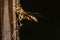 Closeup of a wasp, Vespidae on wood on a dark background