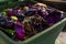 Closeup of Wasted food in a compost bin rotting with worms soil and organic material