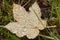 Closeup of water droplets on fallen brown maple leaf with grass background.