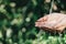 Closeup water flow to hand of women for nature concept on the garden background