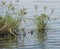 Closeup of water grass reeds of river marshland