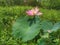 Closeup with water lily flower in the pond.