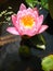 Closeup of a water lily in the pond, James Brydon cupped rose-red flower