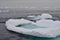 Closeup of water pooling on top of floating iceberg chunk in Twillingate Harbour
