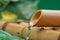 Closeup of water streaming out of a cut bamboo pipe