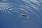 Closeup of a water strider, Gerridae. Water striders create vibrations in the form of waves on the surface of the water, which cre