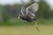 Closeup Watercock flying