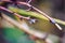 Closeup of a waterdrop on a tree branch under the sunlight with a blurry background