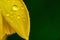 Closeup of waterdrops on the leaf of a cyclamen-flowered daffodil under the sunlight at daytime