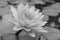 Closeup of waterlily , black and white lotus
