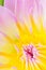 Closeup waterlily flower