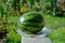 Closeup watermelon lies in a plate on a wooden bench on a blurred background of a blooming garden.