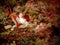 Closeup with waty frogfish in Mabul Island, Sabah. Borneo.