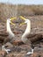 Closeup of waved albatross pair performing courtship ritual