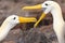 Closeup of waved albatross pair performing courtship ritual