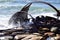 Closeup of waves crashing against old shipwreck along the coast of Gros Morne