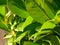 Closeup of waxy bright green leaves of evergreen mediterranean shrub