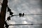 Closeup of a weavers, village weaverbirds, weaver finches or bishops birds sitting on the powerful electric wires in the morning