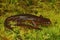 Closeup on a wed male Rough-Skinned Newt, Taricha granulosa in Southern Oregon