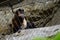 Closeup of a Wedge-capped capuchin behind the chain-link fences in a zoo