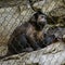 Closeup of a Wedge-capped capuchin behind the chain-link fences in a zoo