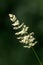 Closeup of Weed in the Garden