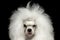 Closeup Weeping Poodle Dog Squinting Looking in Camera, Isolated Black