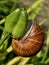 Closeup of a Weinberg snail