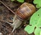 Closeup of a Weinberg snail