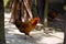 Closeup of welsummer chicken, a domestic chicken walking on the back yard. Rooster, ayam kampong hens